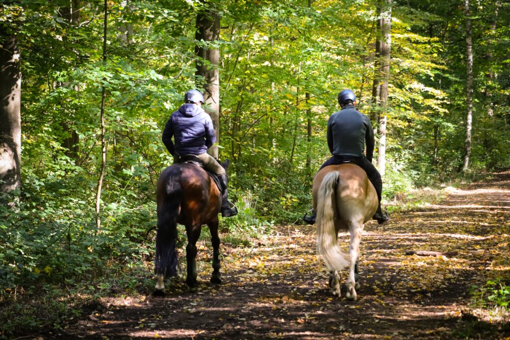 horseback riding in forest