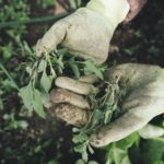 green waste in garden gloves